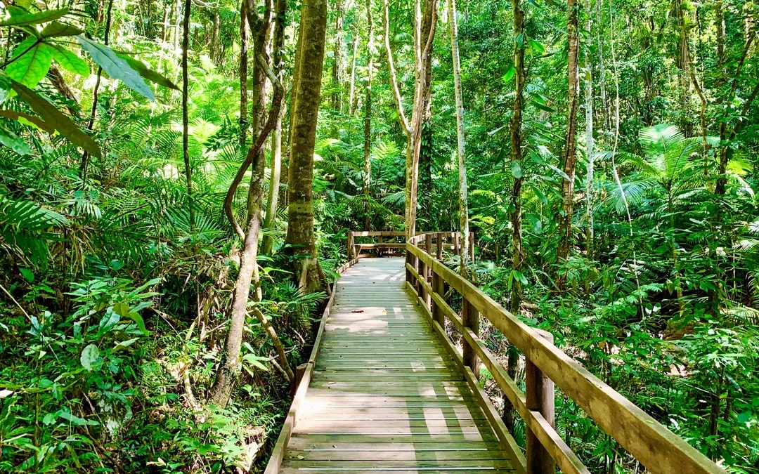 From Port Douglas: Small Group Half Day Tour of Daintree & Mossman Gorge with River Cruise & Picnic Lunch
 Image 7