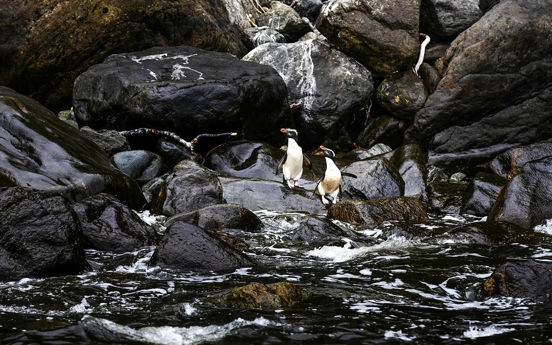 From Queenstown: Business Class Milford Sound Tour with Premium Cruise & Gourmet Lunch Image 7