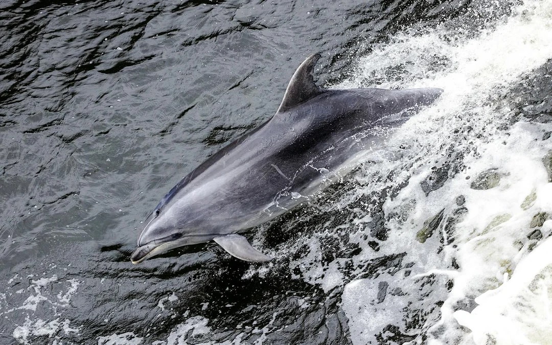 From Queenstown: Business Class Milford Sound Tour with Premium Cruise & Gourmet Lunch Image 8