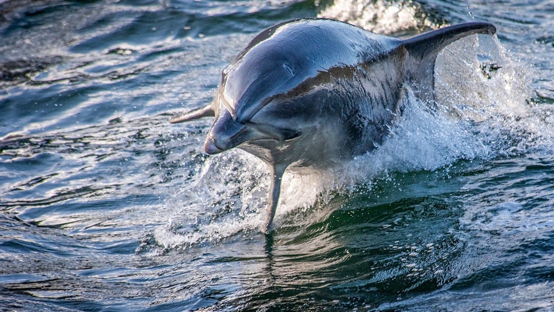 Dolphin leaping from water during Doubtful Sound Wilderness Cruise, Queenstown.