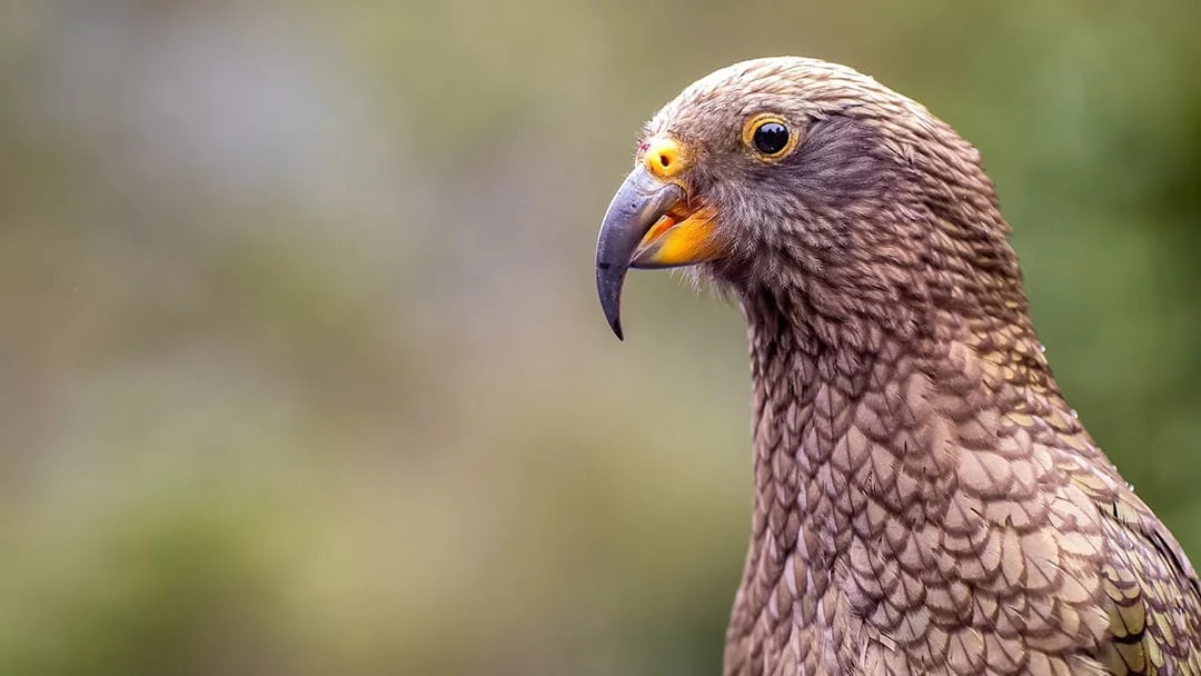 Kea parrot in Doubtful Sound, New Zealand, seen during wilderness cruise from Queenstown.