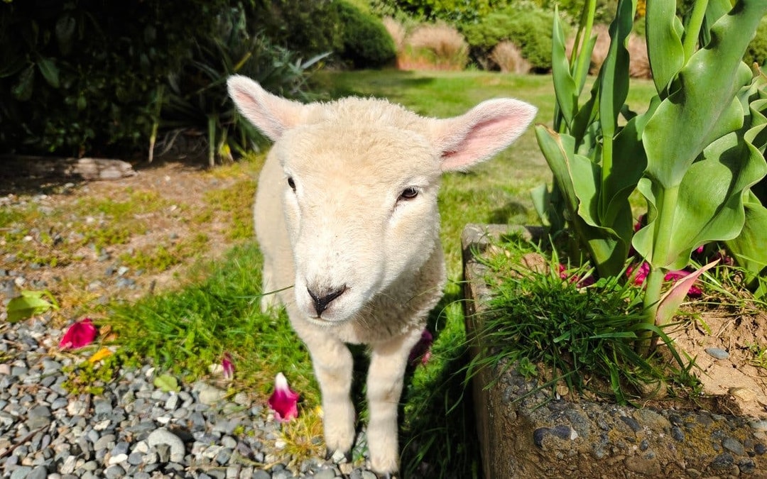 From Queenstown: Milford Sound Coach & Cruise with Farm Tour Image 10