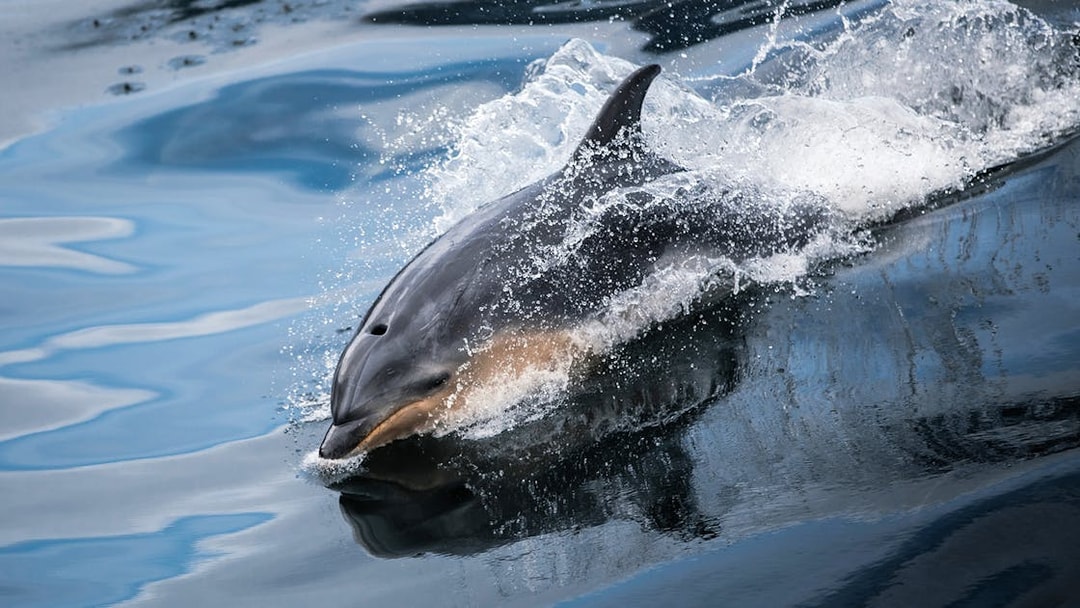 Dolphin swimming in Milford Sound fjord during cruise, New Zealand.
