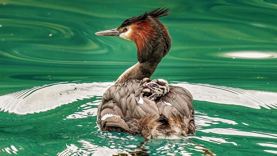 Great crested grebe with chick on its back in Lake Wakatipu during Queenstown cruise.