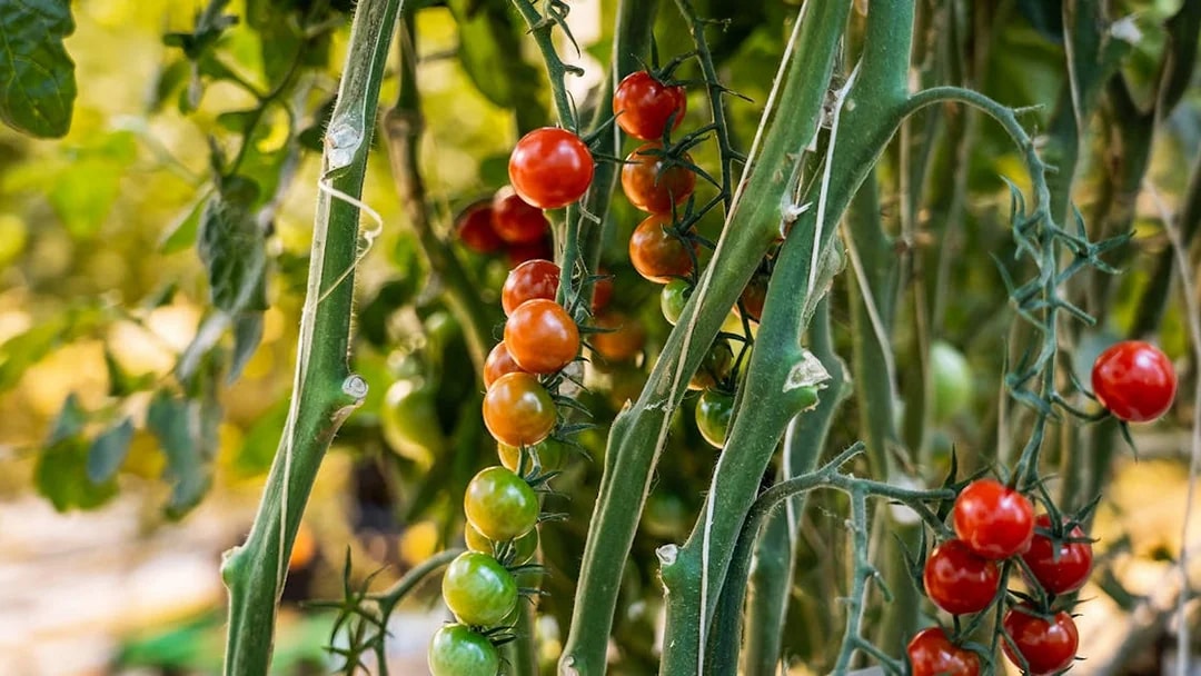 Tomato plants growing in a greenhouse near Reykjavik on the Golden Circle tour.