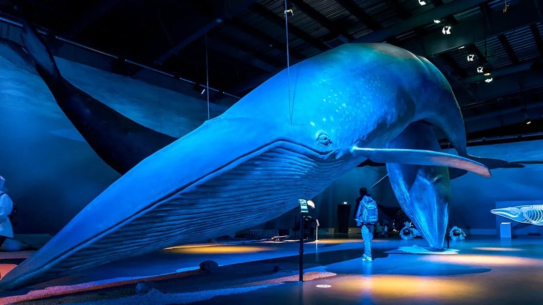 Whale exhibit at a museum in Reykjavik, part of Northern Lights sightseeing cruise.