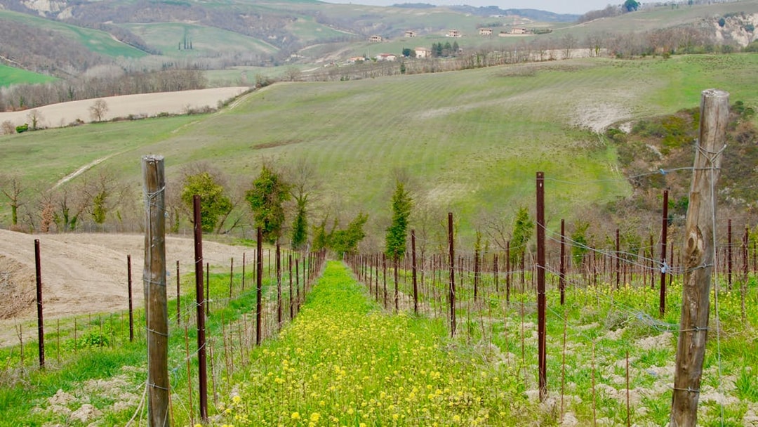 Vineyard in the rolling hills of Tuscany, Italy, showcasing lush green landscape.
