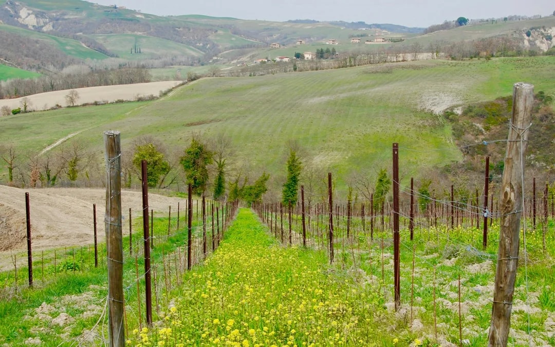 From Rome: Tuscany Day Trip with Lunch and Wine Expert‑Led Tasting Image 9