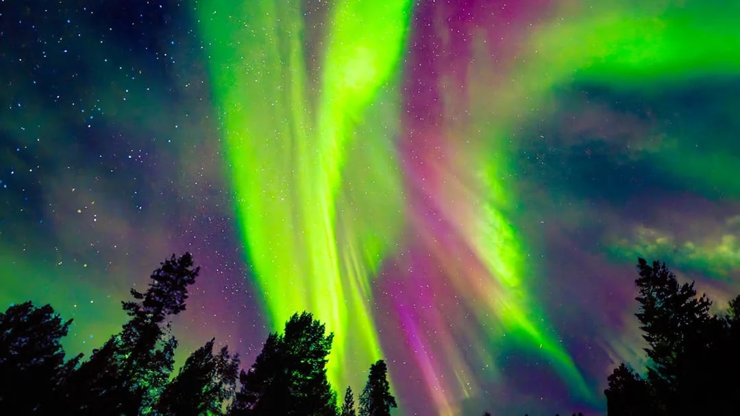 Northern lights over a forest during the AURORA PRO photography expedition.