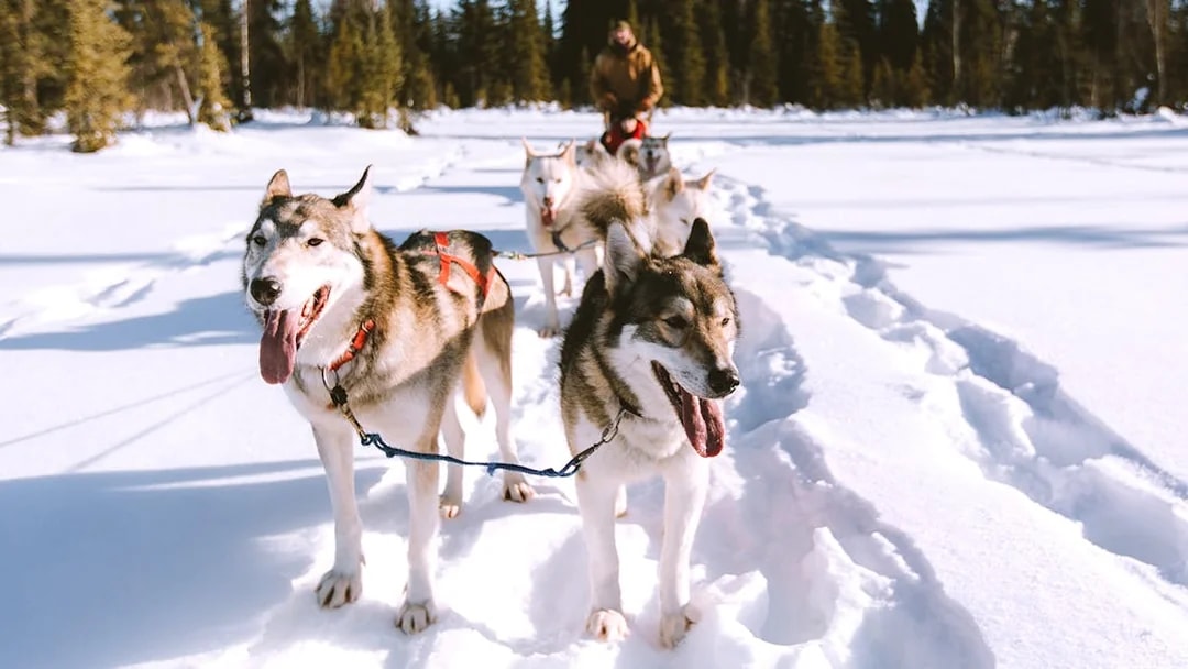 Husky sled team on snowy trail in Rovaniemi forest.