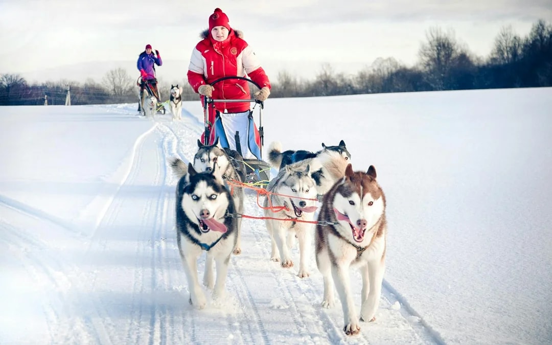 From Rovaniemi: Husky Sledding Experience Image 6
