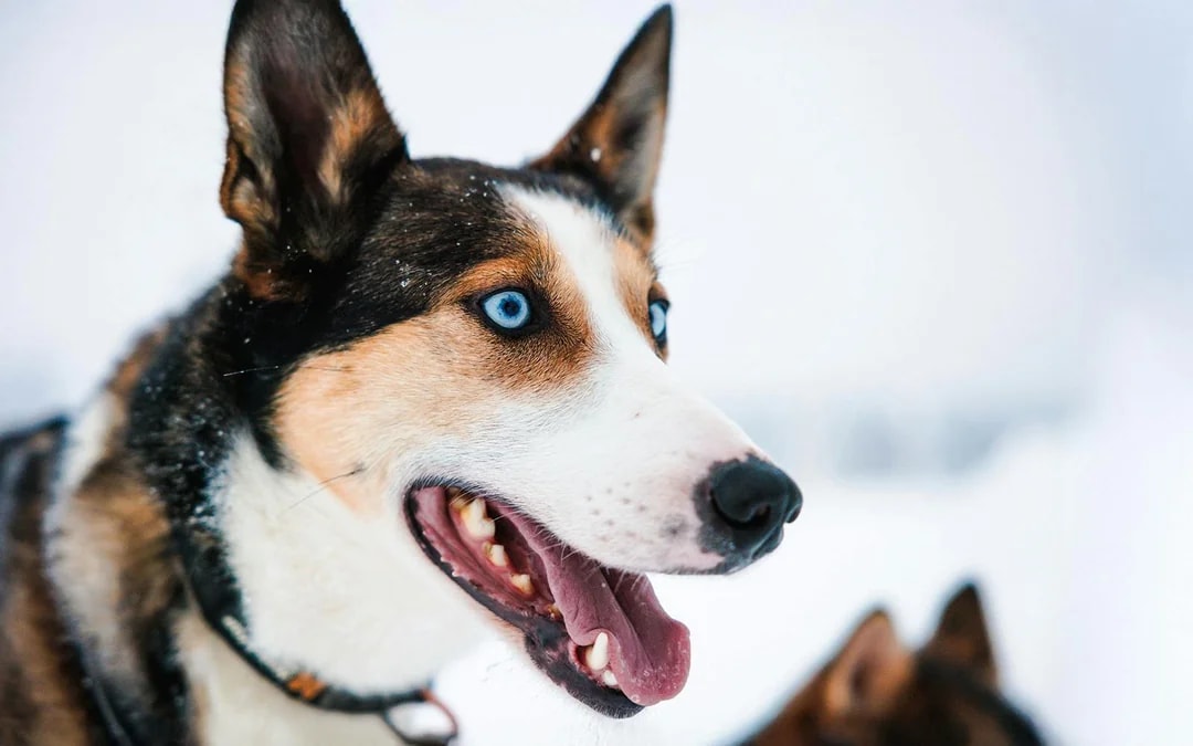 From Rovaniemi: Husky Sledding Experience Image 7