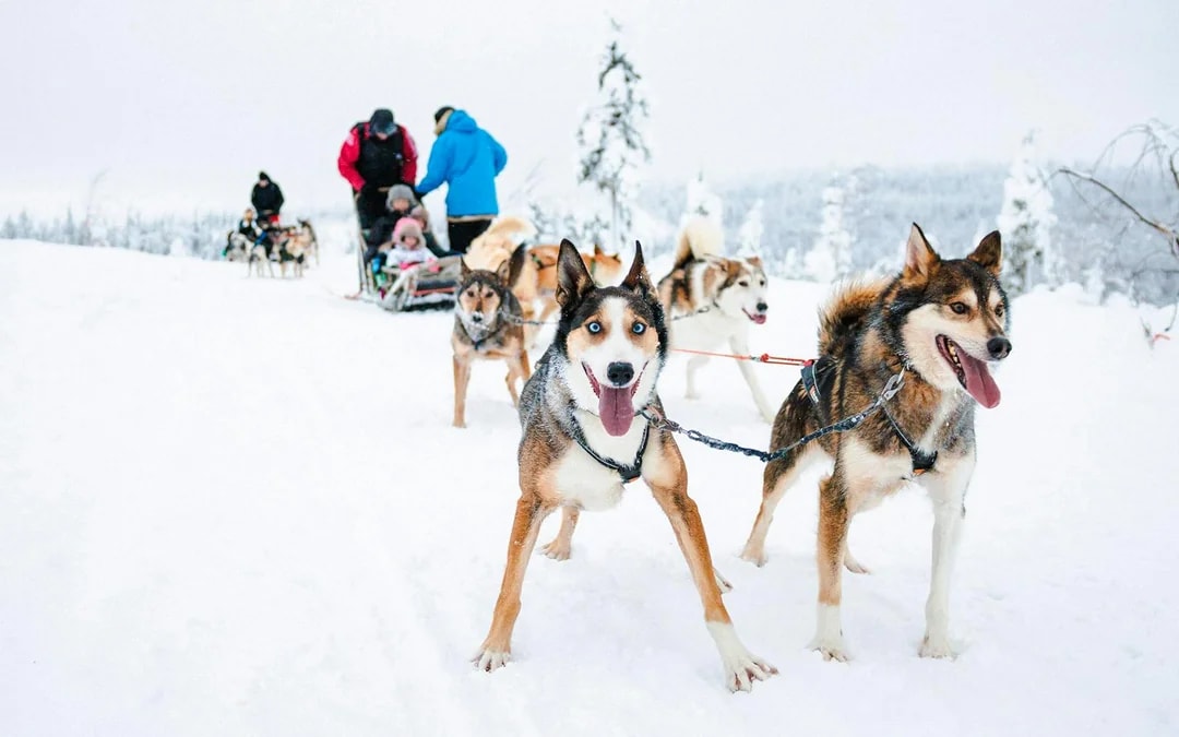 From Rovaniemi: Husky Sledding Experience Image 9