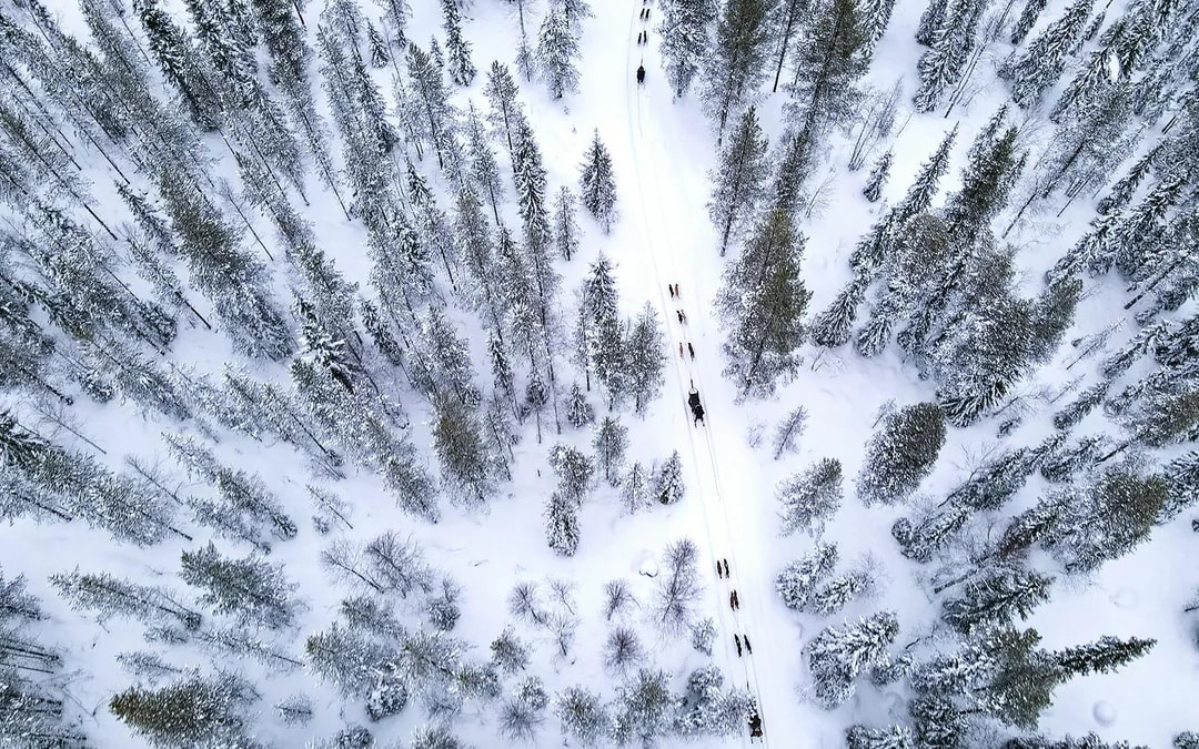 From Rovaniemi: Husky Sledding Experience Image 10