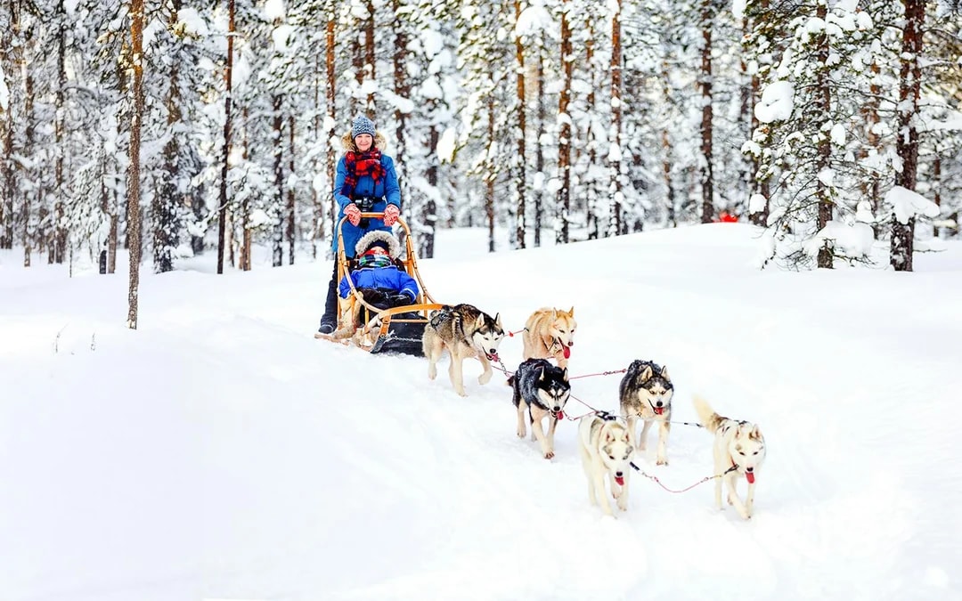 From Rovaniemi: Husky Sledding Experience Image 1