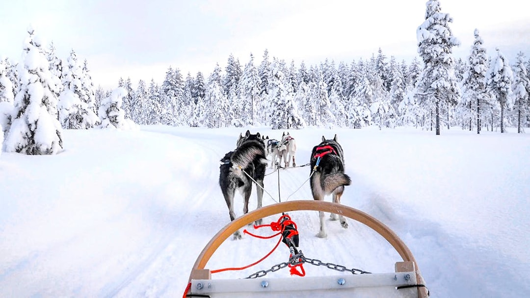 Husky sledding through snowy forest in Rovaniemi, Finland.