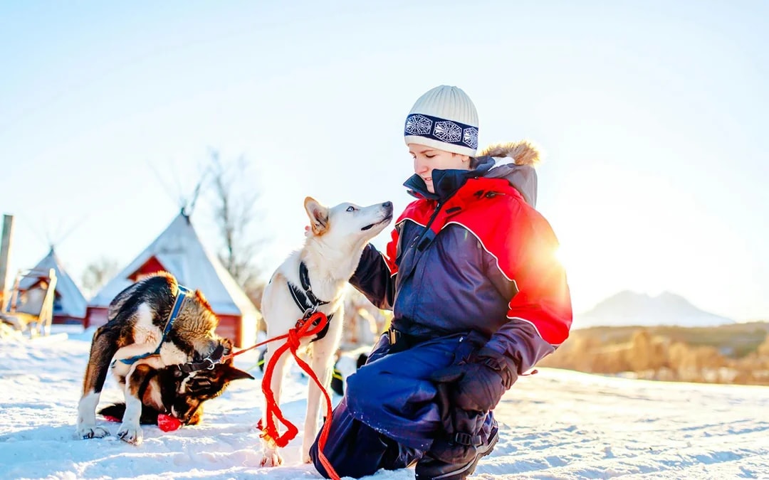 From Rovaniemi: Husky Sledding Experience Image 3