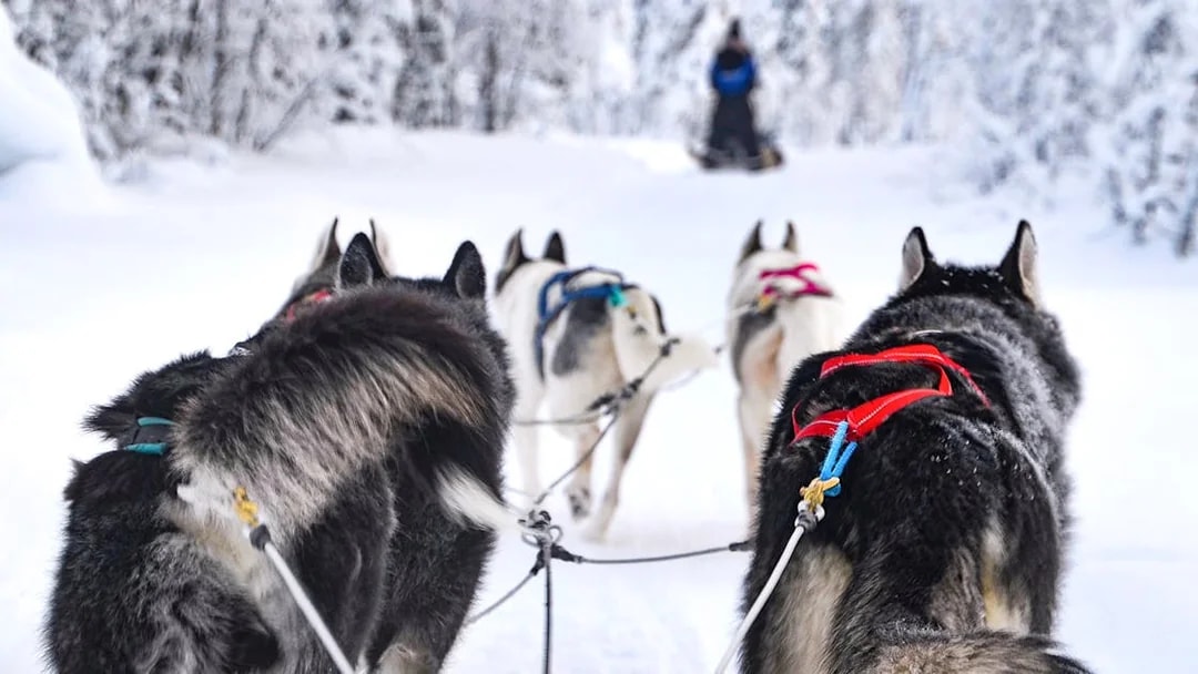 Huskies pulling a sled through snowy forest in Rovaniemi.