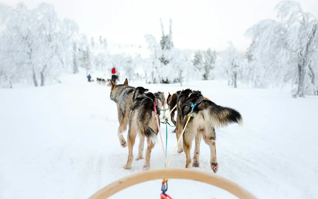 From Rovaniemi: Meet Santa Claus, Reindeer Sleigh Ride & Huskies Image 7