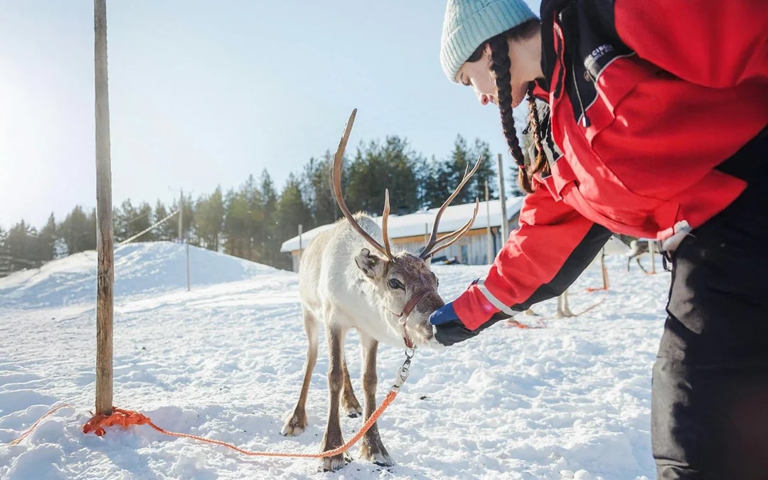 From Rovaniemi: The Highlights Tour: Santa Claus Village, Husky & Reindeer Sledding Image 11