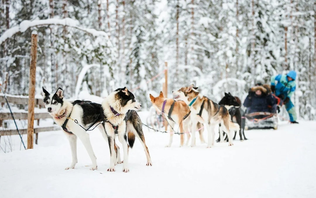 From Rovaniemi: The Highlights Tour: Santa Claus Village, Husky & Reindeer Sledding Image 8
