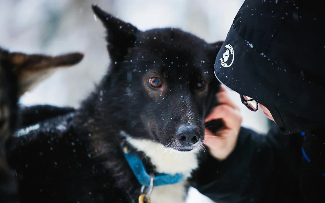 From Rovaniemi: The Highlights Tour: Santa Claus Village, Husky & Reindeer Sledding Image 9