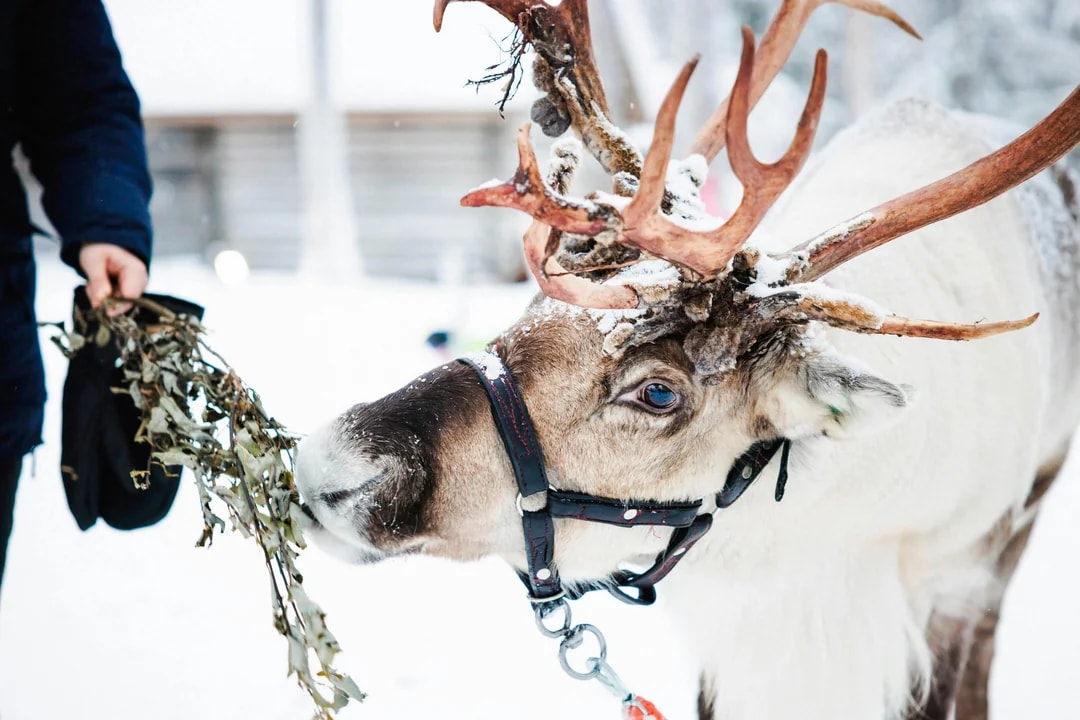 From Rovaniemi: The Highlights Tour: Santa Claus Village, Husky & Reindeer Sledding Image 10