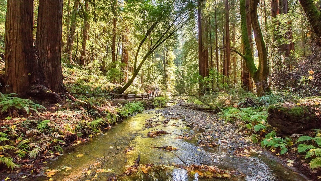Stream flowing through redwood forest in Muir Woods National Monument, California.