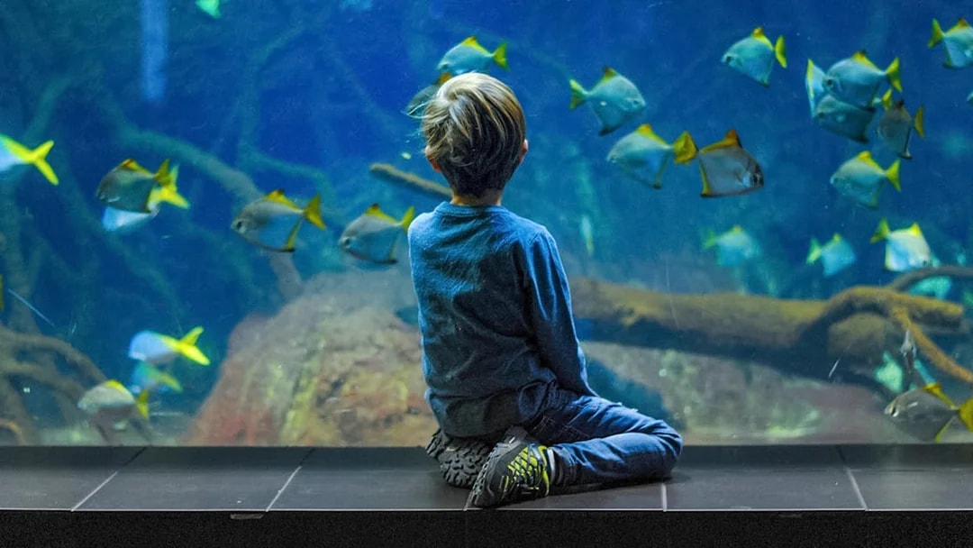 Child observing fish at Aquarium of the Bay, San Francisco.