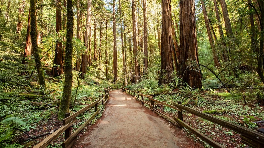 Pathway through redwood trees at Muir Woods National Monument, near San Francisco, California.