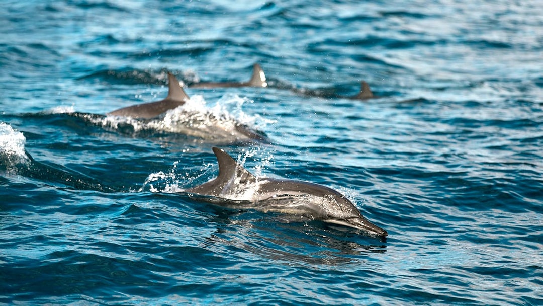 Dolphins swimming in Stavanger Fjord during a sailing tour.