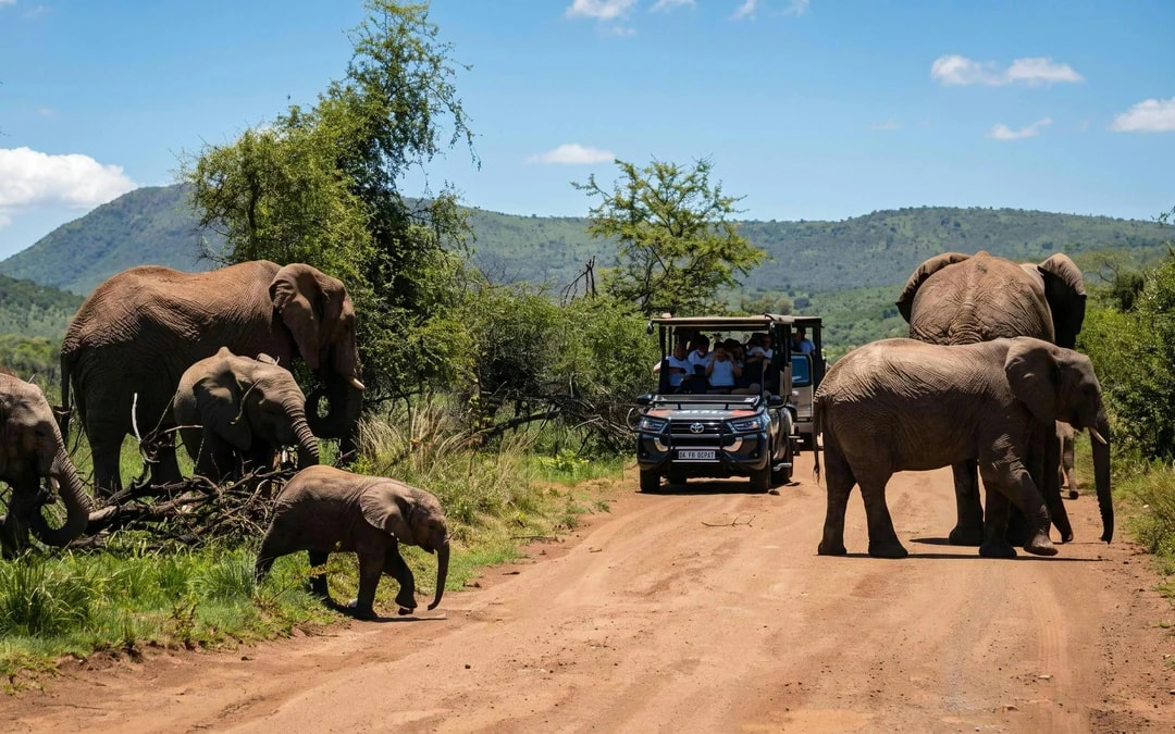 From Sun City: 3-Hour Private Game Drive in Pilanesberg National Park Image 8