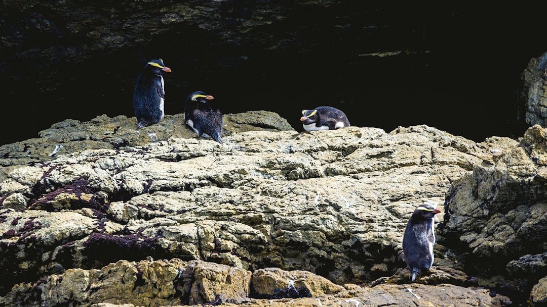 Fiordland crested penguins on rocky shore, Doubtful Sound Wilderness Cruise.