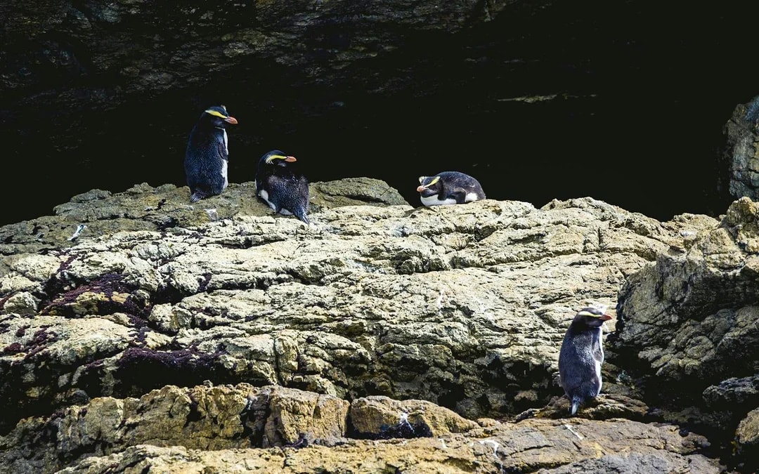 From Te Anau: Doubtful Sound Wilderness Cruise Image 6
