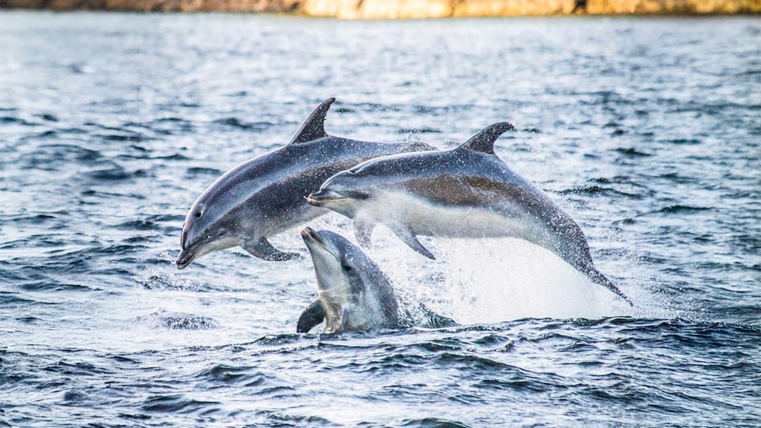 Dolphins leaping in Doubtful Sound during wilderness cruise.
