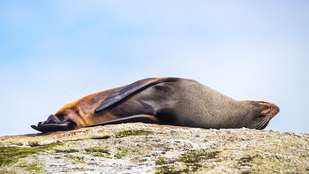 Seal resting on a rock during Doubtful Sound Wilderness Cruise, New Zealand.