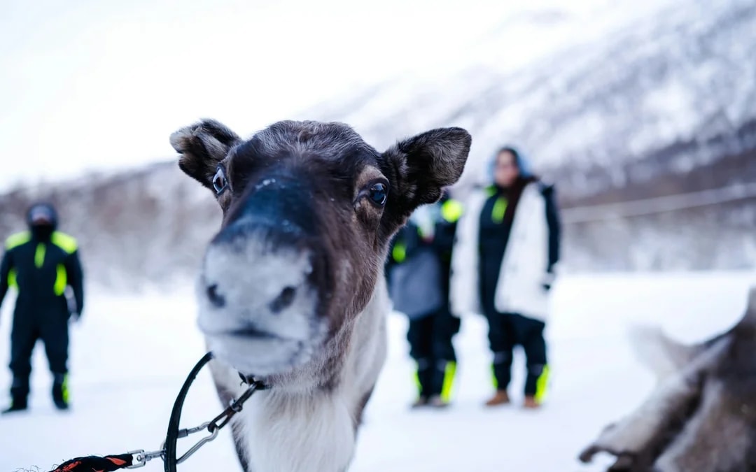 From Tromsø: Reindeer Sledding and Sami Culture Tour with Lunch and Hot Drinks Image 6