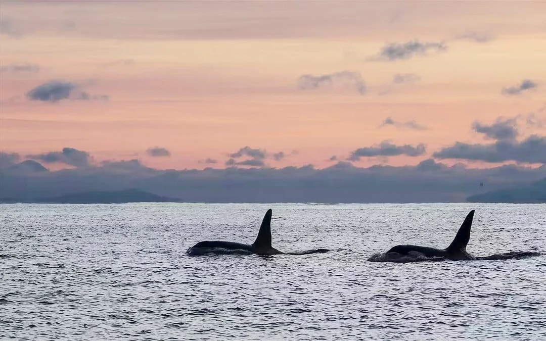 From Tromsø: RIB Speedboat Whale Watching Cruise Image 6