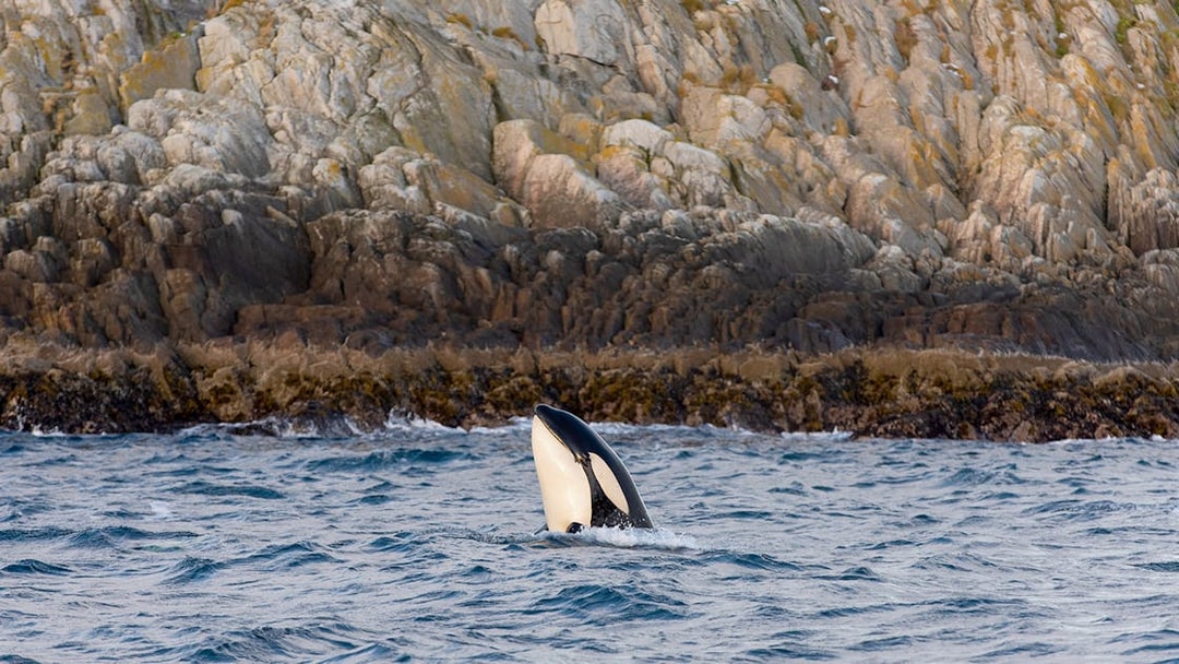 Whale breaching near rocky coastline during silent hybrid-electric cruise.