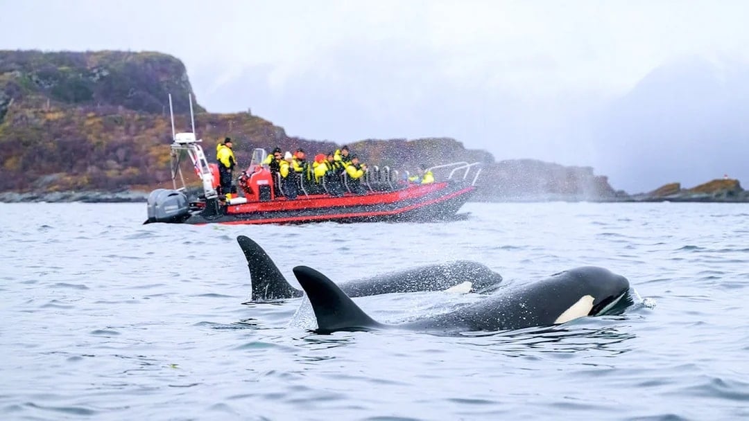 Whales near a RIB boat with tourists on a whale safari in Tromso.