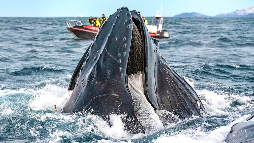 Whale breaching near RIB boat with tourists on Tromso whale safari.