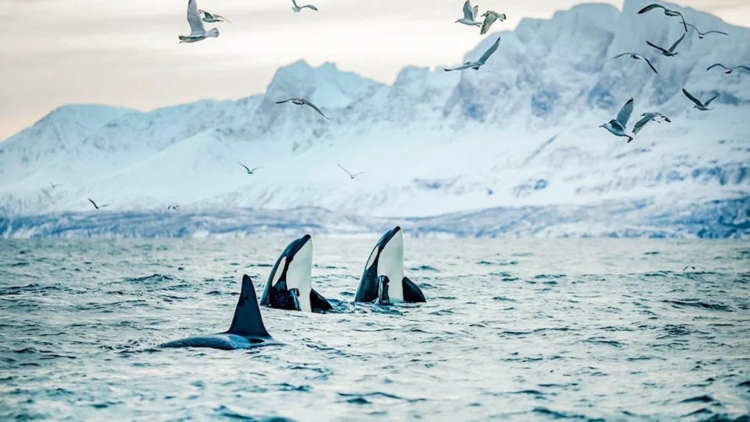 Orcas surfacing in Arctic waters with snowy mountains near Tromso.