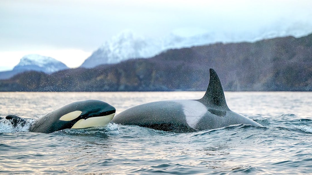 Orcas swimming near snowy mountains on a Tromso whale safari.