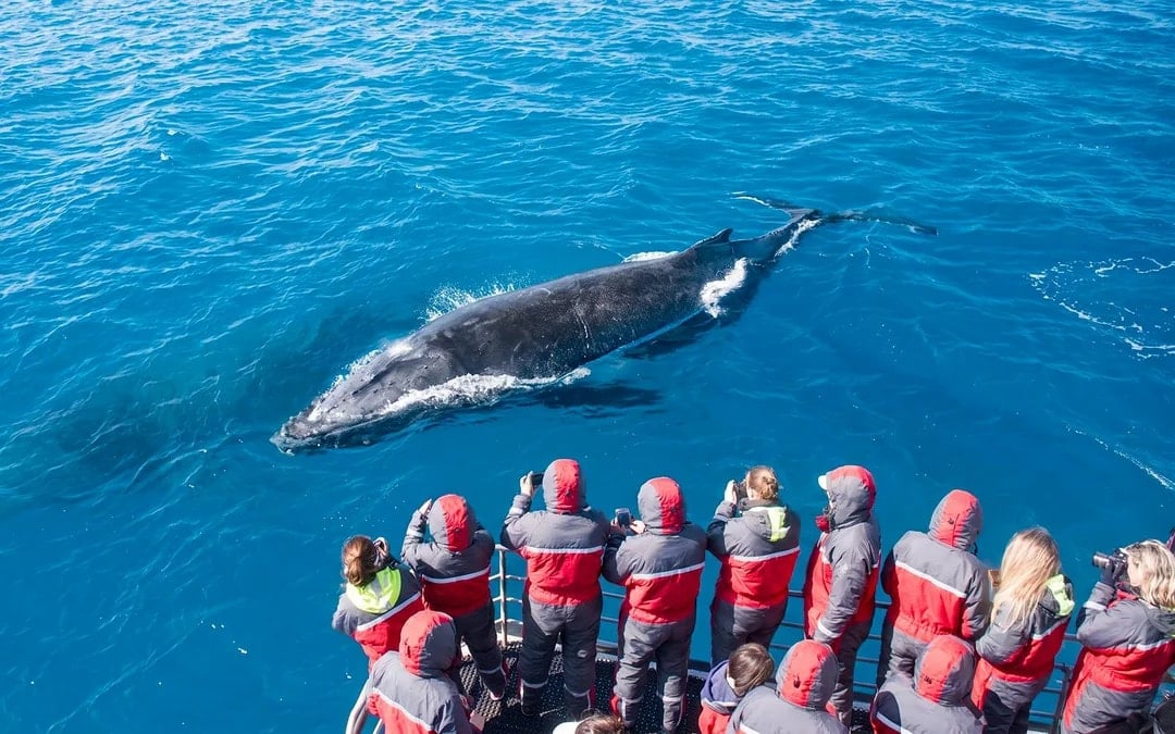 From Tromso: Whale Watching Cruise with Unlimited Lunch & Drinks Image 1