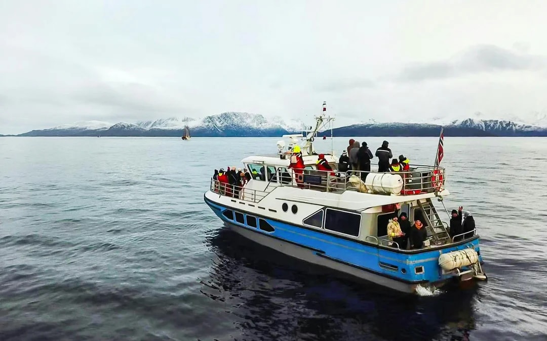 From Tromso: Whale Watching Cruise with Unlimited Lunch & Drinks Image 2