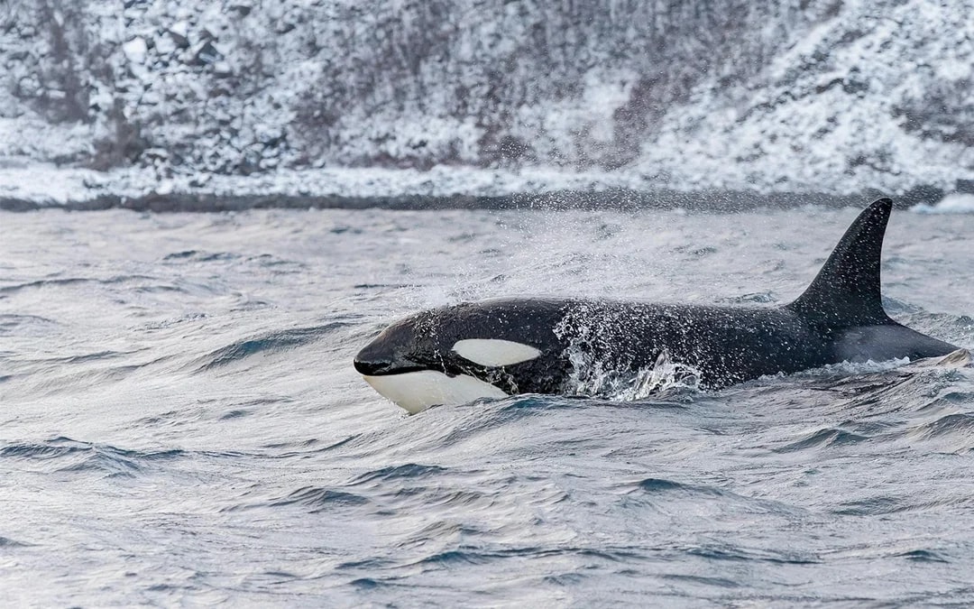 From Tromso: Whale Watching Cruise with Unlimited Lunch & Drinks Image 3