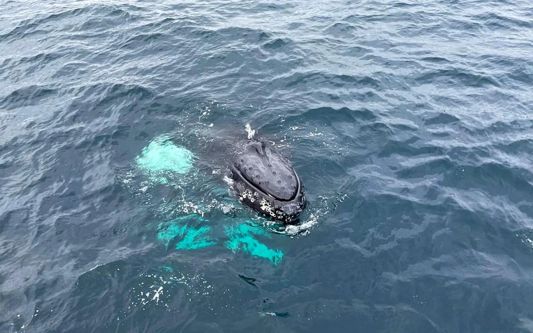 From Tromso: Whale Watching Cruise with Unlimited Lunch & Drinks Image 6