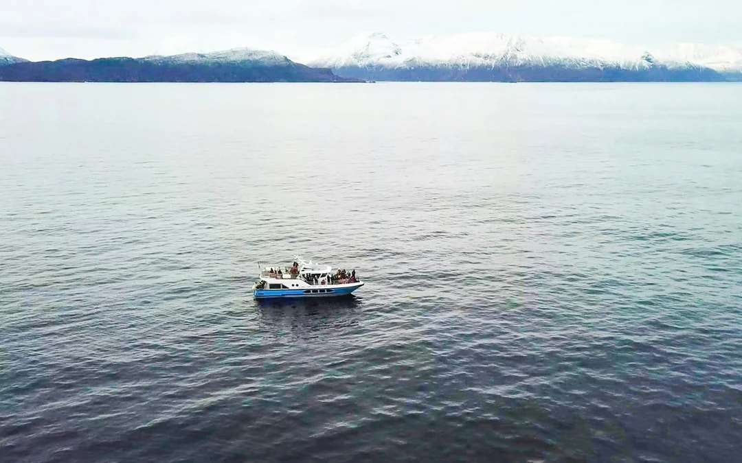 From Tromso: Whale Watching Cruise with Unlimited Lunch & Drinks Image 7