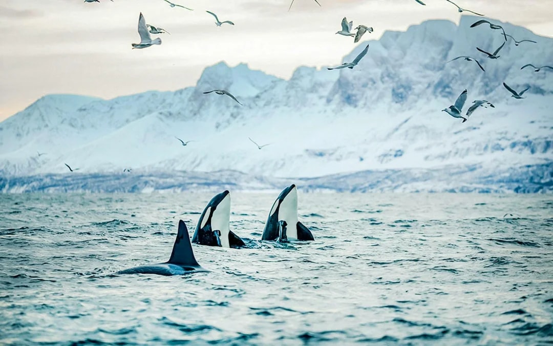 From Tromso: Whale Watching Tour On Motor Catamaran Image 3