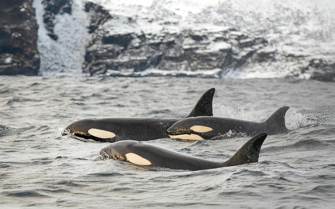 From Tromso: Whale Watching Tour On Motor Catamaran Image 6
